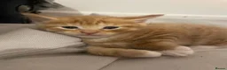 Mixed Breed cats for sale: 4 beautiful kittens  - Advert 11