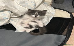 Ragdoll cats for sale: Two Male grey and white Rag-dolls  - Image 10