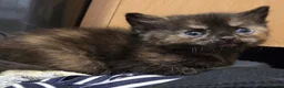 Mixed Breed cats for sale: Beautiful Fluffy Kittens Looking for Forever homes - Advert 12