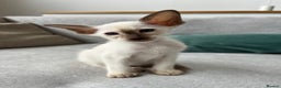 Siamese cats for sale: Outstanding pedigree Siamese Oriental kittens - Advert 13