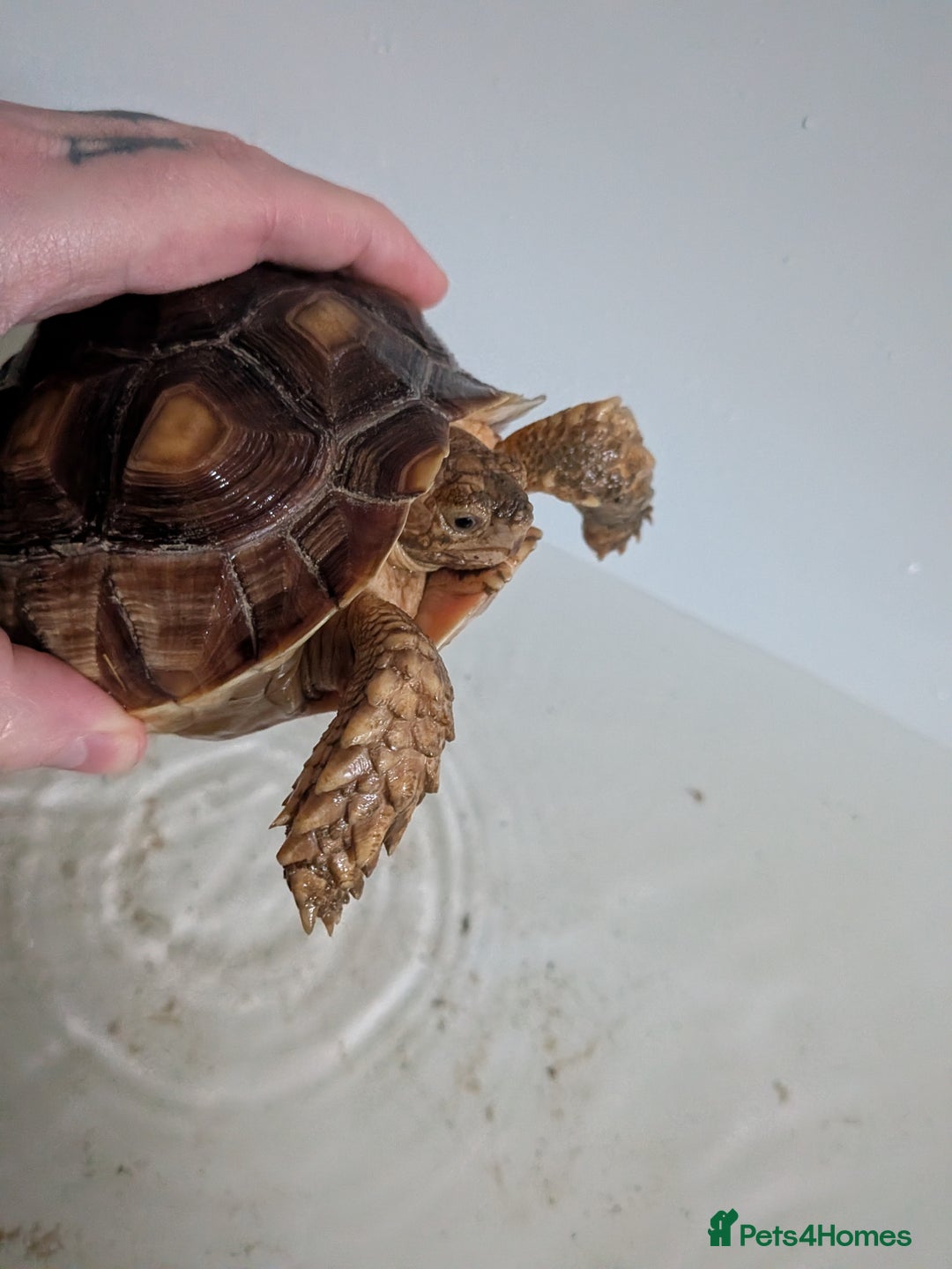 Tortoise reptiles for sale: 2 x 1 year old sulcata tortoises sold Separately  - Advert 7