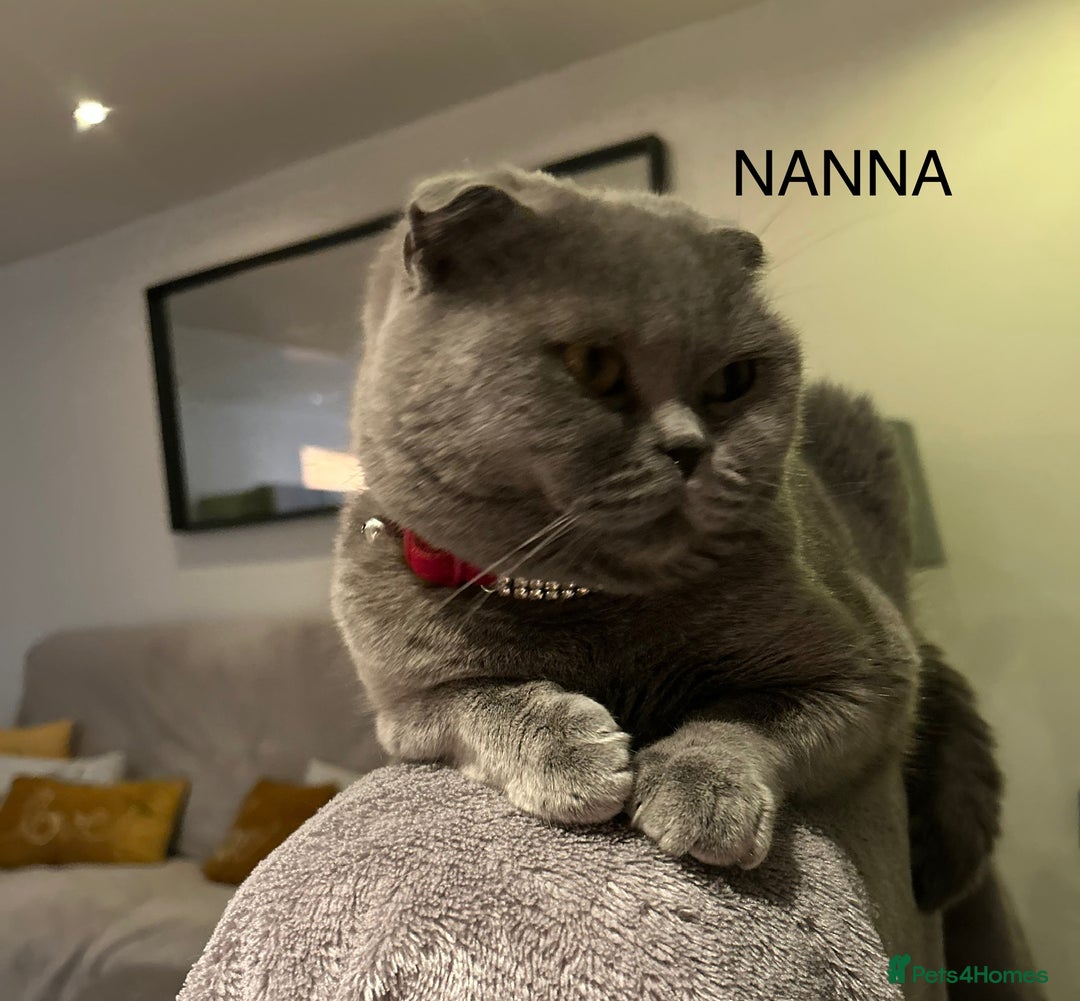 Ragdoll cats for sale: Scottish fold kittens  - Image 8