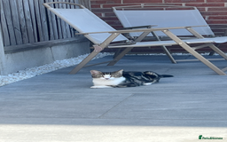 Domestic Shorthair cats for sale: Free to a good home - Advert 6