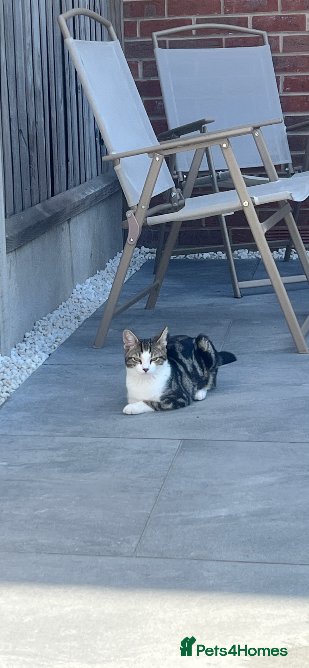 Domestic Shorthair cats for sale: Free to a good home - Advert 6