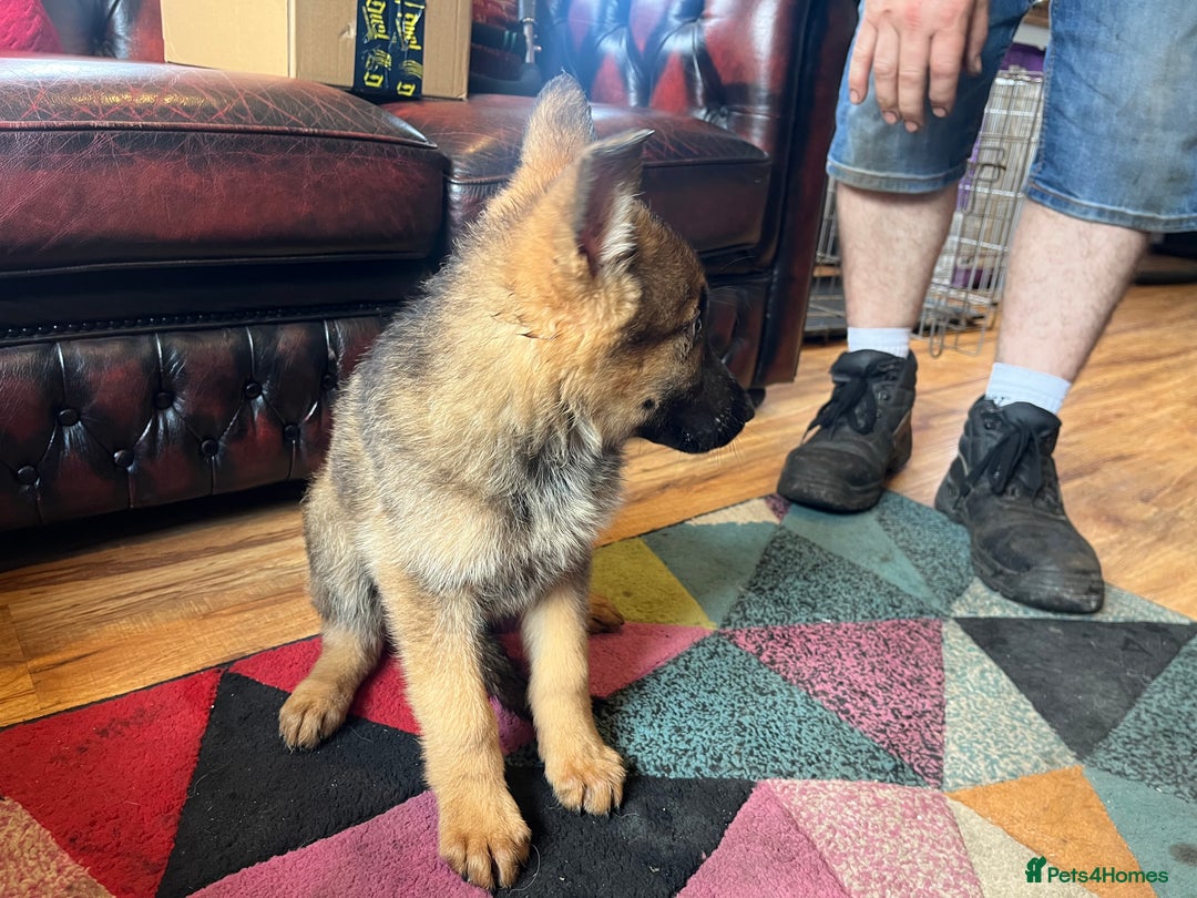 German Shepherd dogs for sale: German shepherd puppies 2 girls 1 male - Image 6