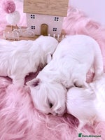 Maltese dogs - Advert 2