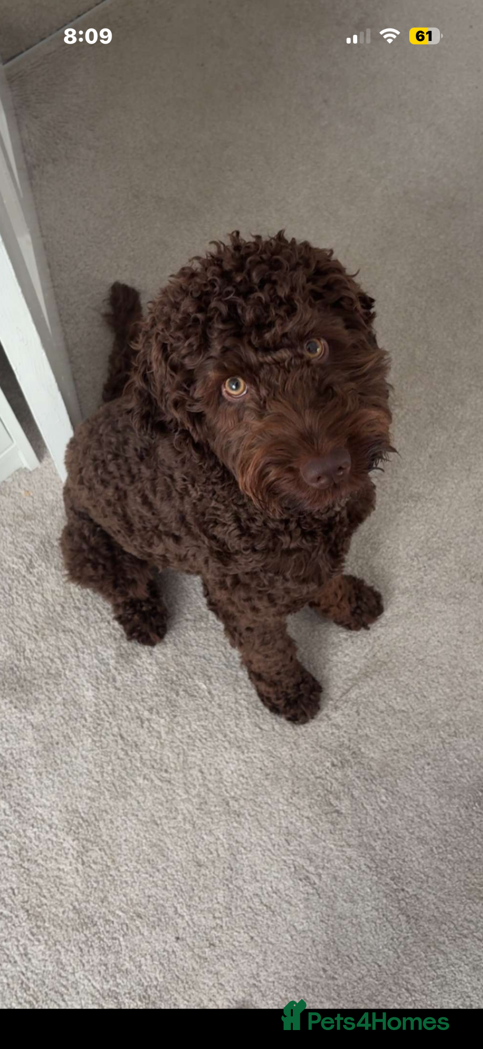 Cockapoo dogs Cockapoo for stud  - Advert 3