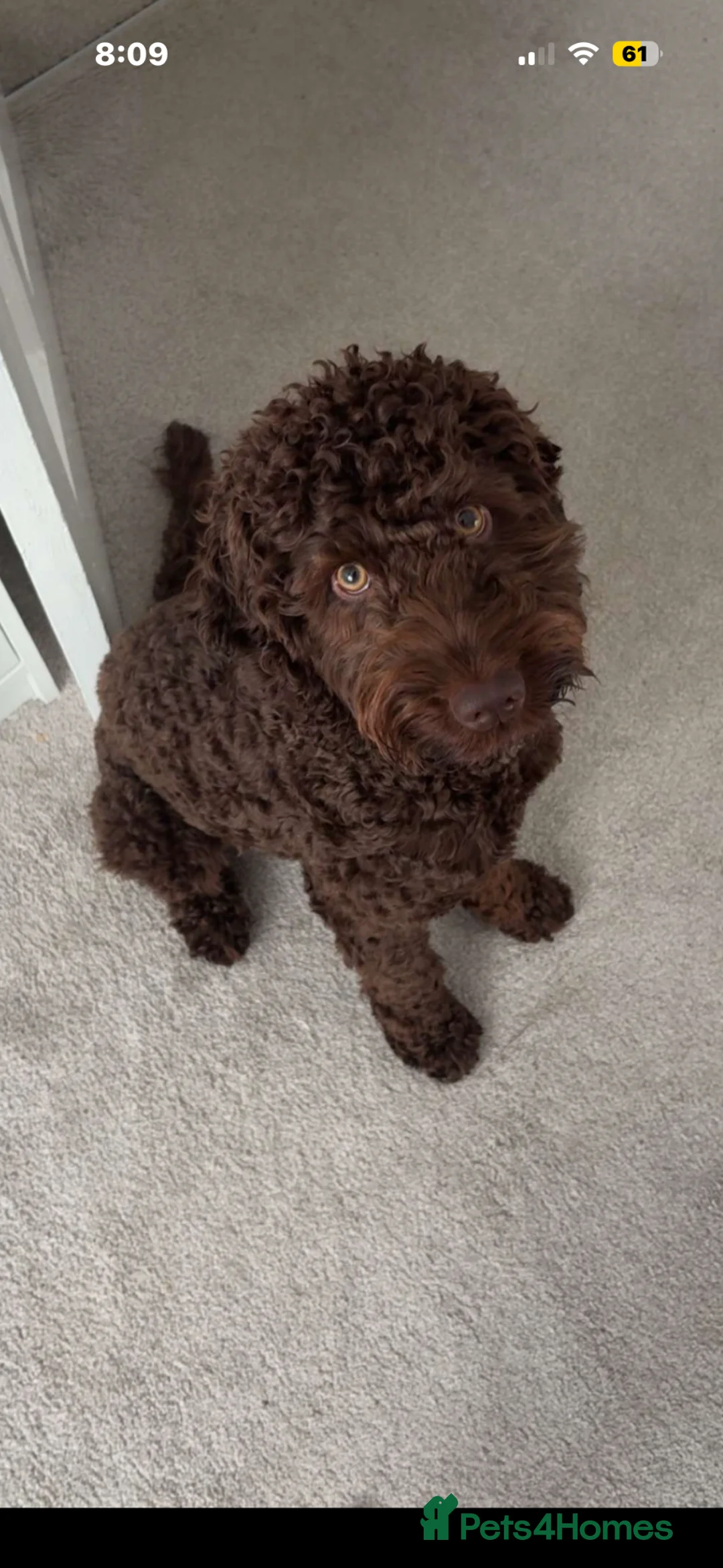 Cockapoo dogs for stud: Cockapoo for stud  in Liverpool - Advert 1