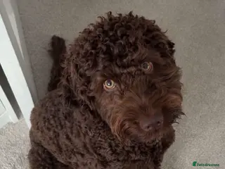 Cockapoo dogs Cockapoo for stud - Advert 5