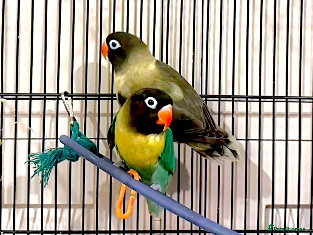 Lovebirds birds for sale: 2 male black masked love birds in Loughborough - Advert 4