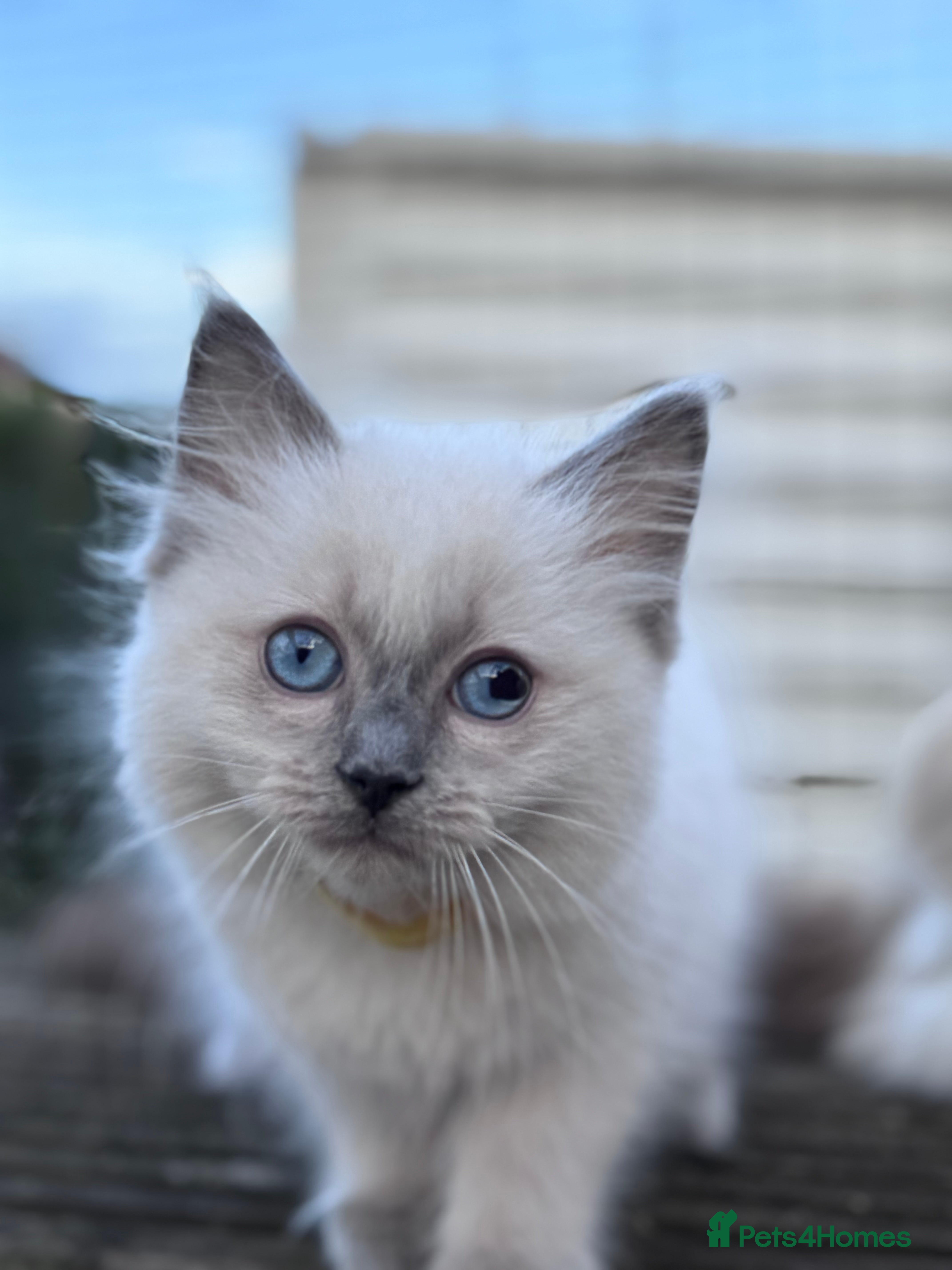 Ragdoll cats Ragkins ragdolls  and cherubims Kittens   - Advert 2