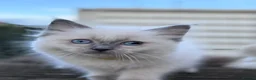 Ragdoll cats for sale: Ragkins ragdolls  and cherubims Kittens   - Advert 2