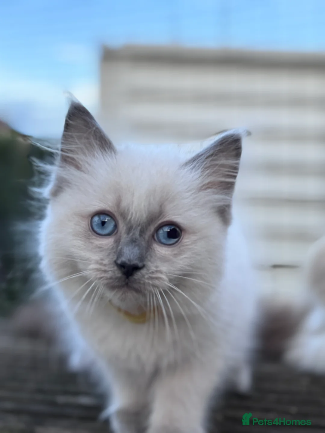 Ragdoll cats for sale: Ragkins ragdolls  and cherubims Kittens   - Advert 2