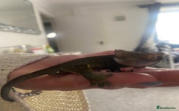 Gecko reptiles for sale: Tuko the crested gecko - Image 14
