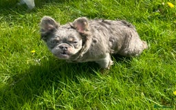 French Bulldog dogs for sale: Lilac & Tan Fluffy French Bulldog carrying pink - Image 4