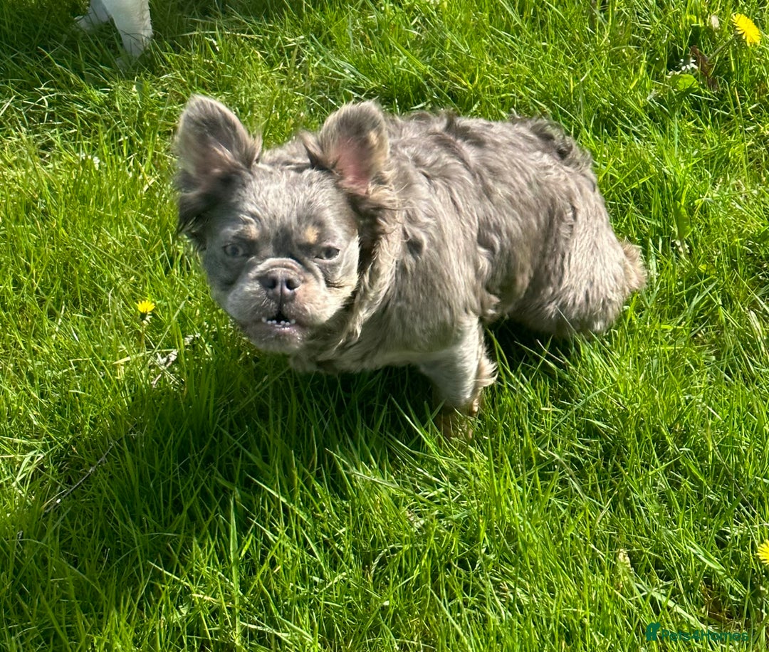 French Bulldog dogs for sale: Lilac & Tan Fluffy French Bulldog carrying pink - Image 4