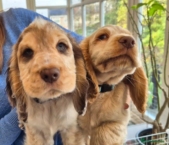 Cocker Spaniel dogs Cocker Spaniel Puppies reduced - Advert 12