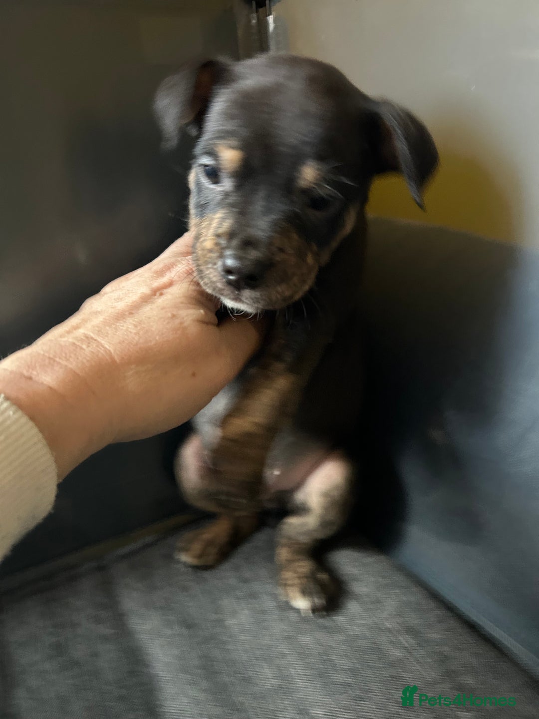 Mixed Breed dogs for sale: Staff plus Staff Jack Puppies  - Advert 5