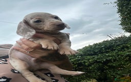 Dachshund dogs for sale: Miniature dachshund  - Advert 30