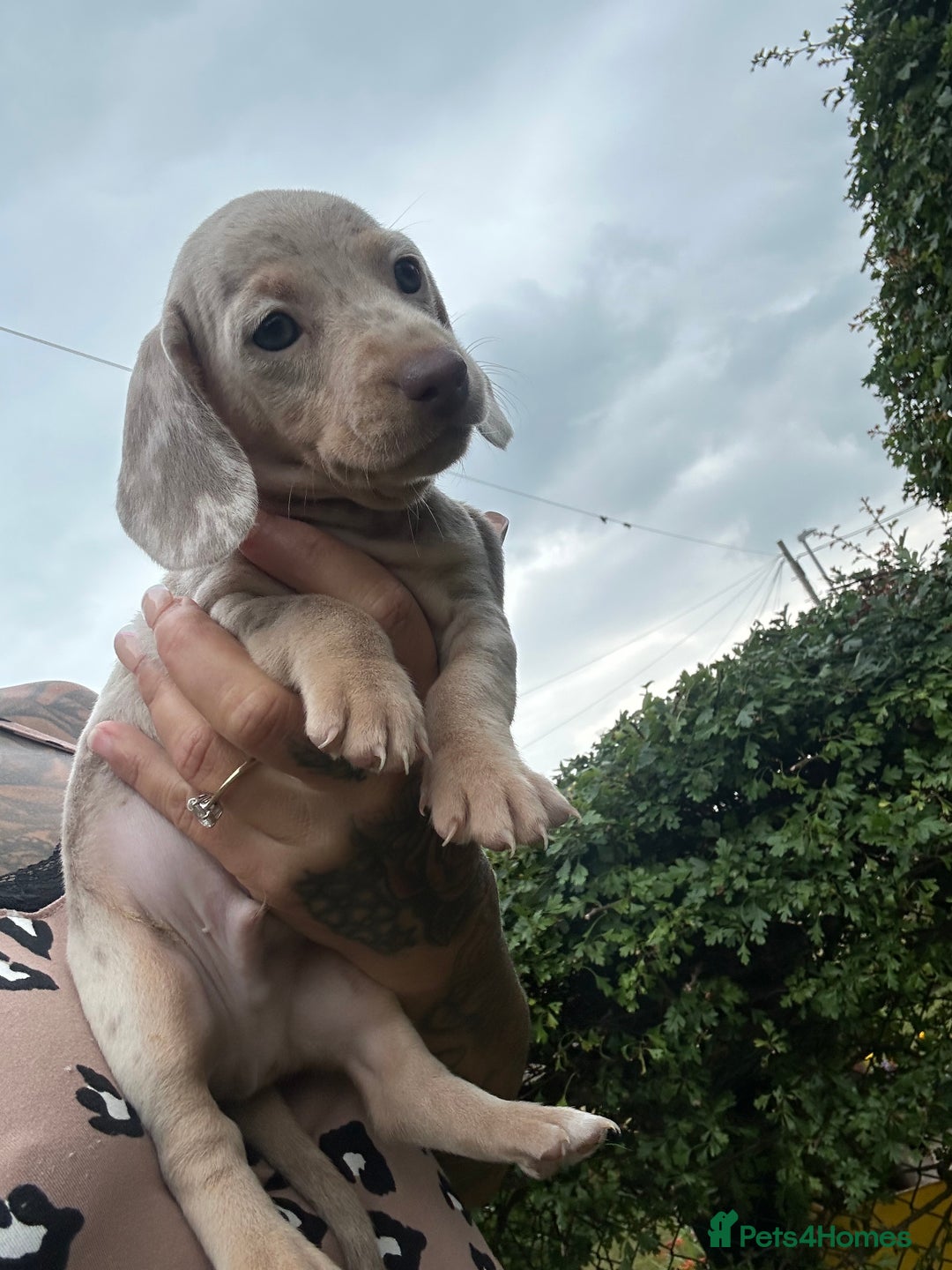 Dachshund dogs for sale: Miniature dachshund  - Advert 30