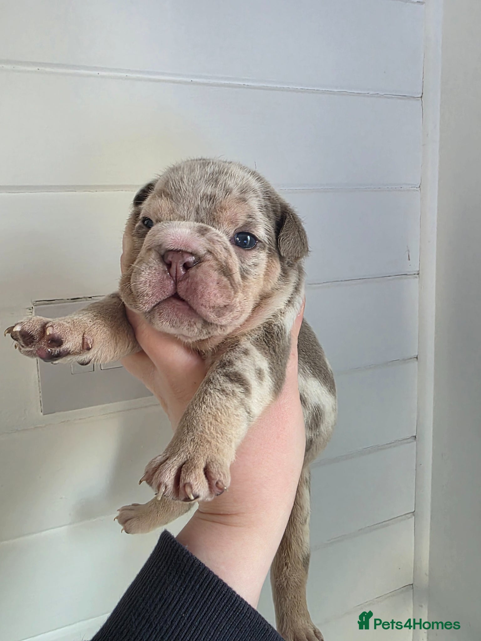 English Bulldog dogs british bulldog pups - Advert 1
