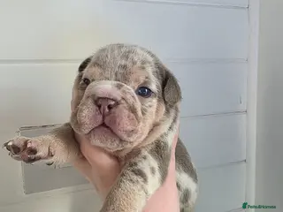 English Bulldog dogs british bulldog pups - Advert 1