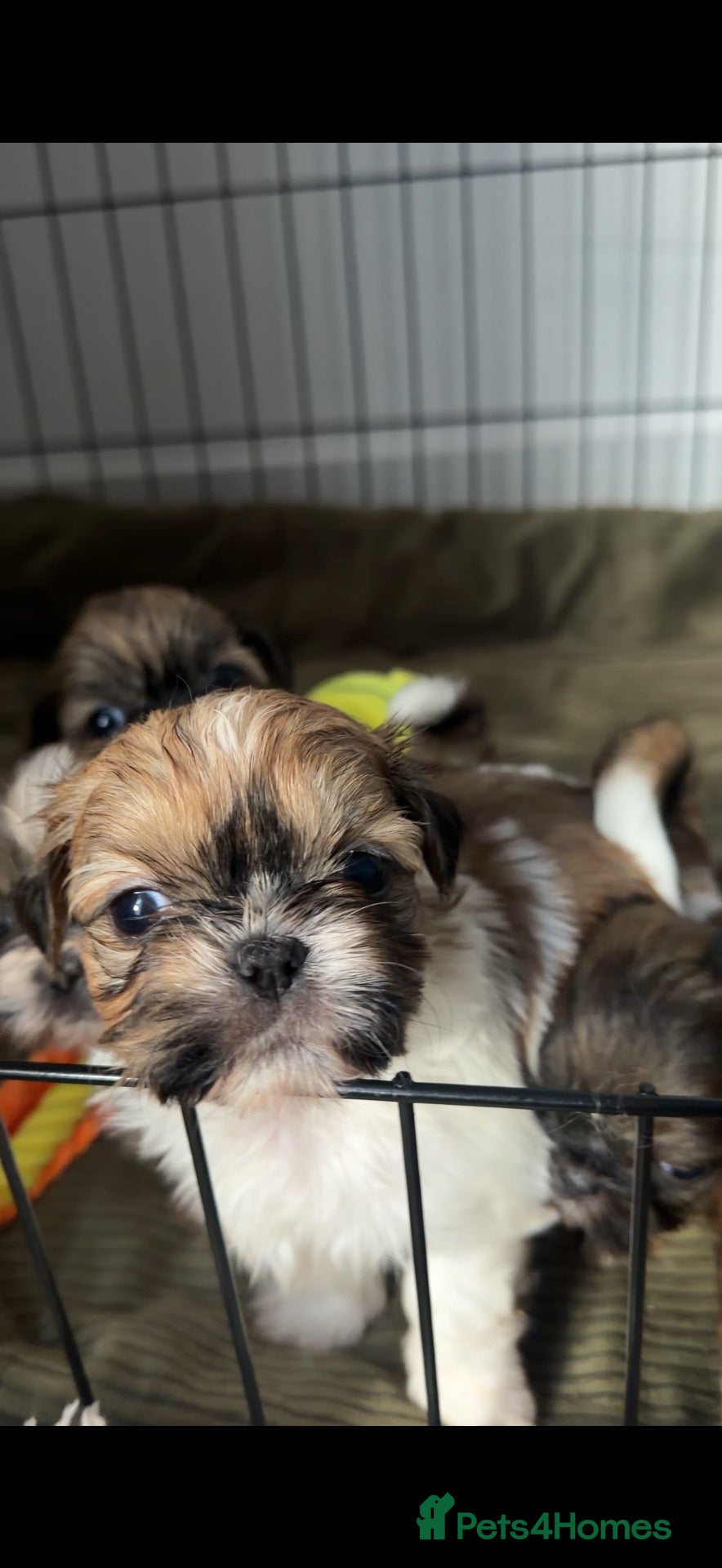 Shih Tzu dogs 💖 2 Shih tzu girls ! - Advert 1