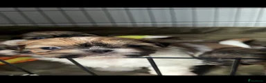 Shih Tzu 1