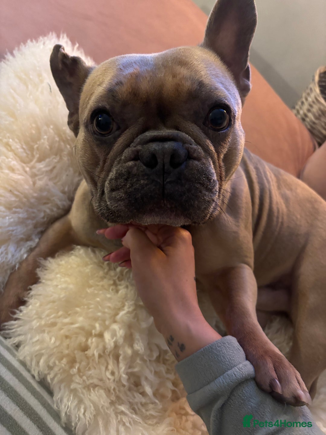 French Bulldog dogs for sale: French Bulldog Rehome - Advert 4