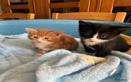 Mixed Breed cats for sale: Two beautiful boy kittens for sale  - Image 8