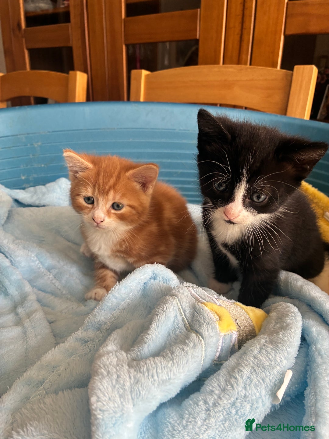 Mixed Breed cats for sale: Two beautiful boy kittens for sale  - Image 8
