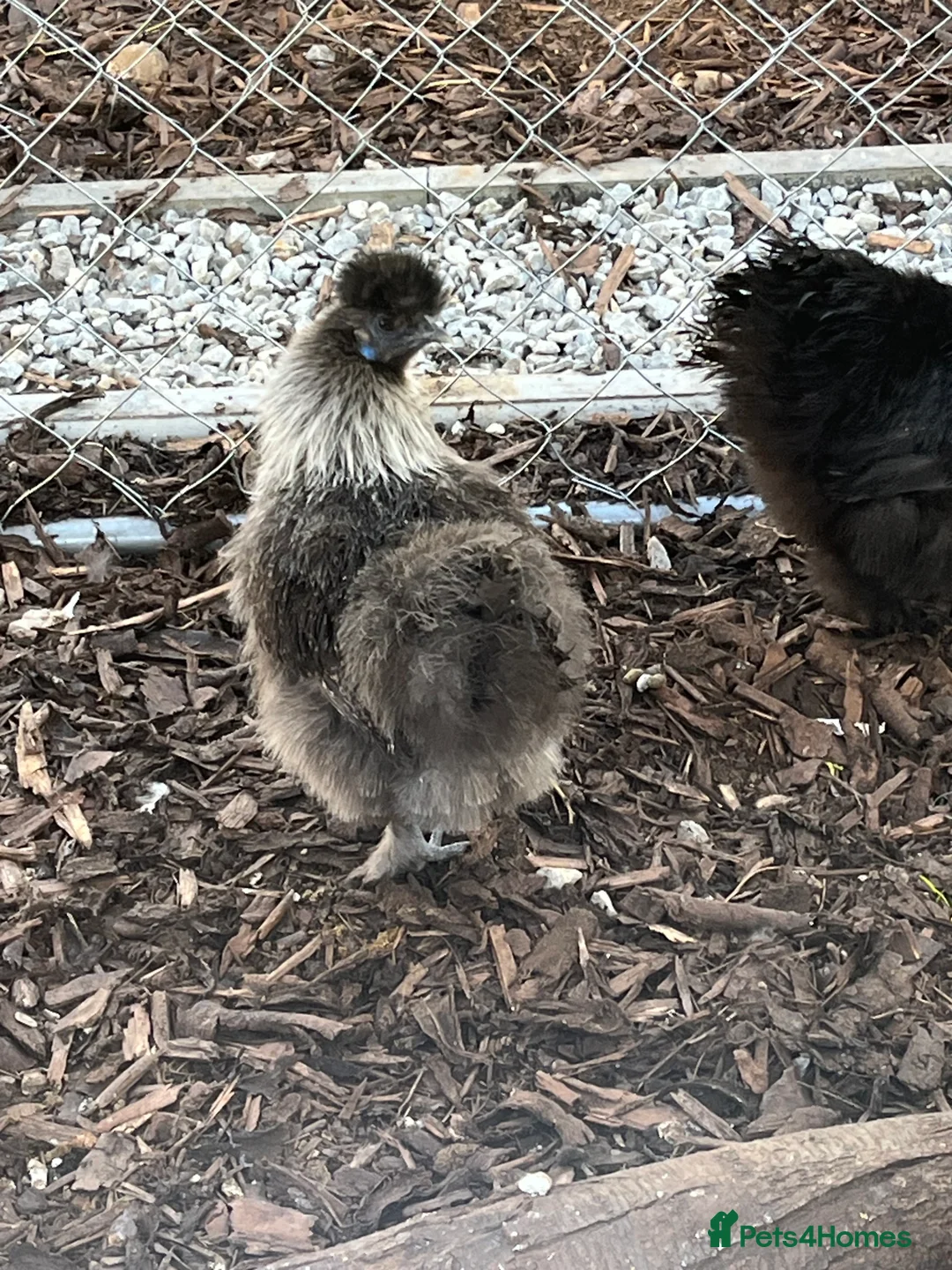 Chickens poultry for sale: Silkie cockerels for sale  - Advert 3