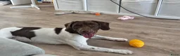Mixed Breed dogs for sale: 1 year old Labrador x spaniel x beagle - Advert 4