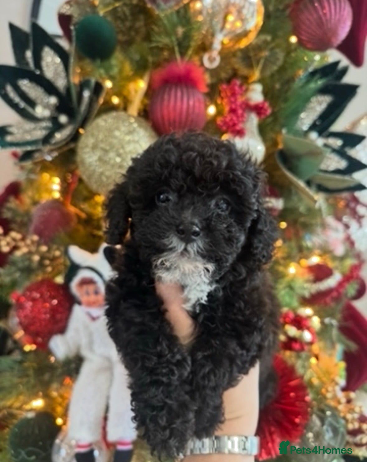 Toy Poodle dogs Kc Tiny toy poodle girl DNA 🧬 clear  - Advert 2