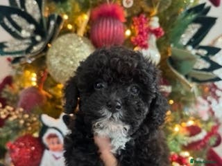 Toy Poodle dogs Kc Tiny toy poodle girl DNA 🧬 clear - Advert 2