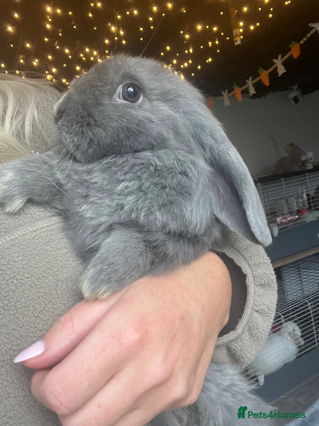 Mini Lion Lop rabbits for sale: Indoor Mini lion lop & mini lops available  - Advert 6
