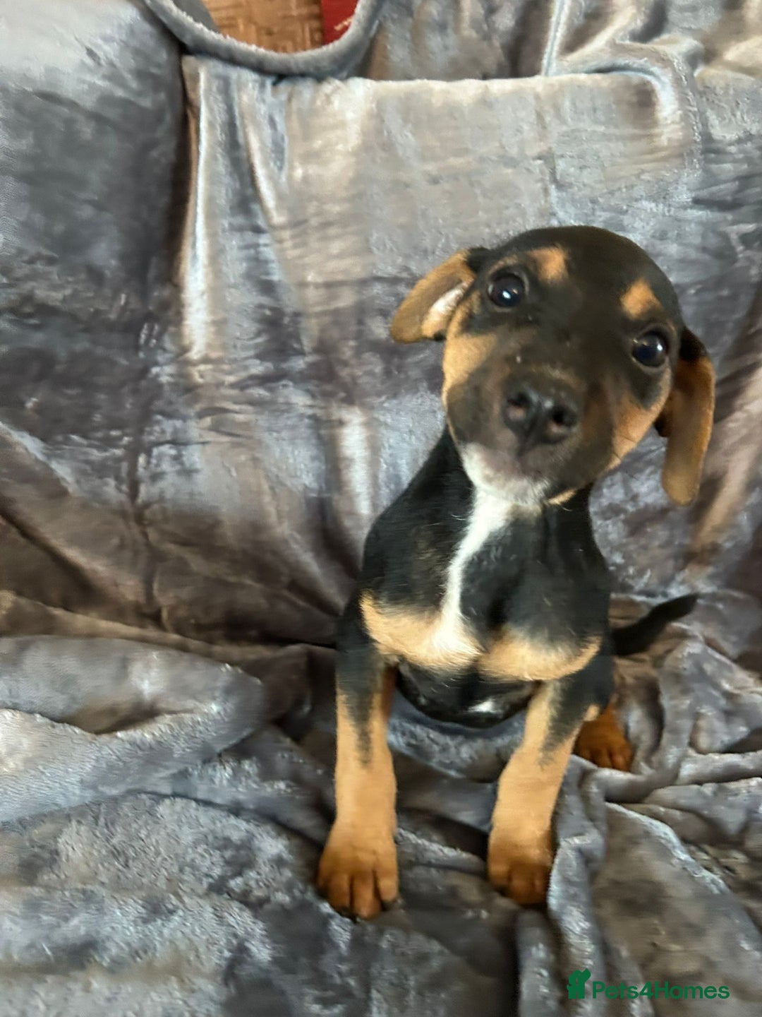 Jack Russell dogs for sale:  Jack Russell Terrier Puppies - Image 5