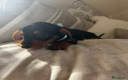 Miniature Dachshund dogs for sale: Miniature dachshunds - Image 39