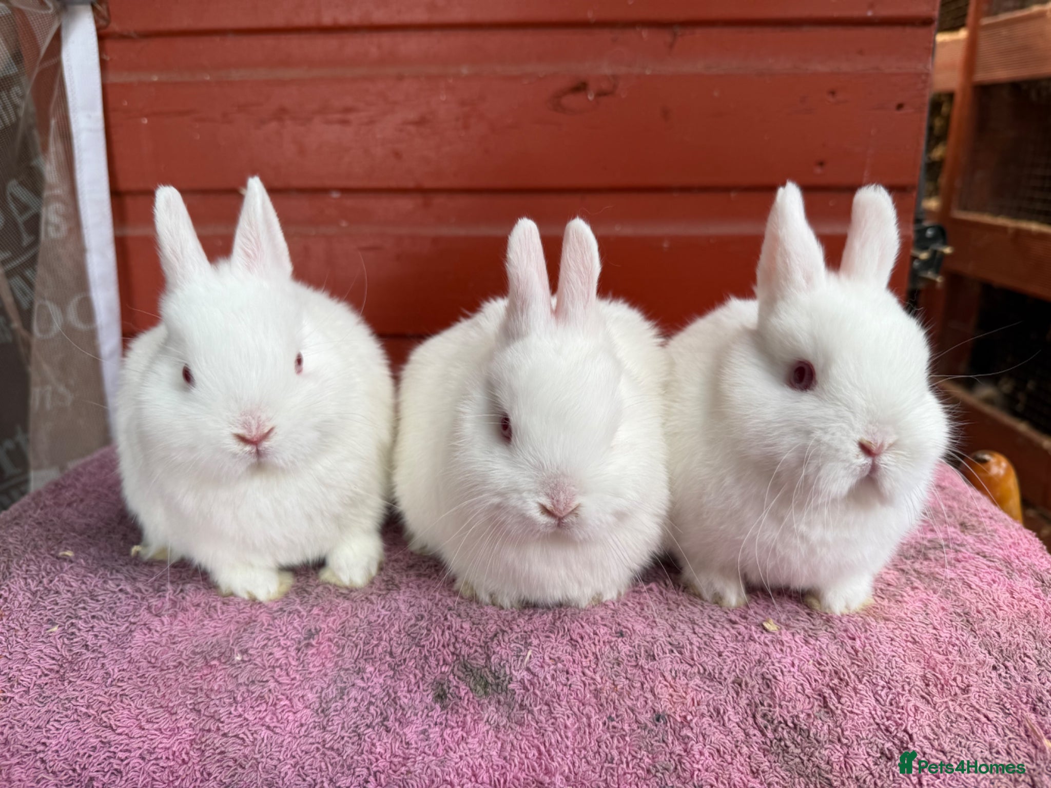 Netherland Dwarf rabbits Young Netherland Dwarfs - Advert 11