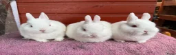 Netherland Dwarf rabbits for sale: Young Netherland Dwarfs - Advert 10