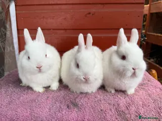 Netherland Dwarf rabbits Young Netherland Dwarfs - Advert 11