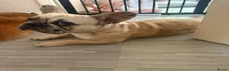 French Bulldog dogs for sale: Fawn Merle French Bulldog in High Wycombe - Advert 1