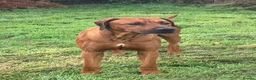 Rhodesian Ridgeback dogs for sale: KC Registered Rhodesian Ridgeback Puppies in Walsall - Advert 11