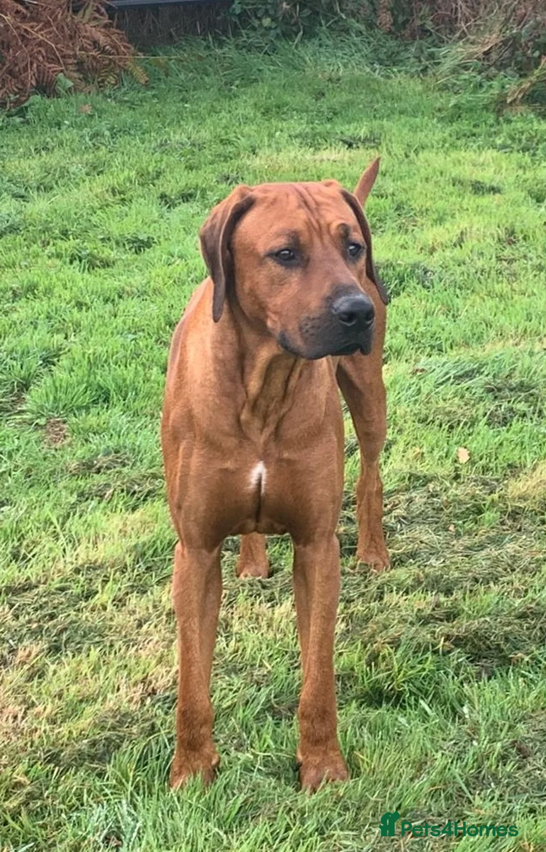 Rhodesian Ridgeback dogs for sale: KC Registered Rhodesian Ridgeback Puppies in Walsall - Advert 11