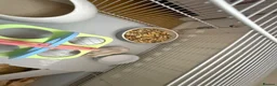 Hamster rodents for sale: Russian hamster  - Advert 11