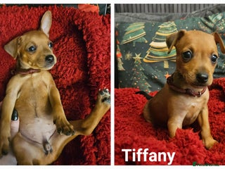 Miniature Pinscher dogs Miniature Pinscher puppies! Ready 7th December ❤️ - Advert 9