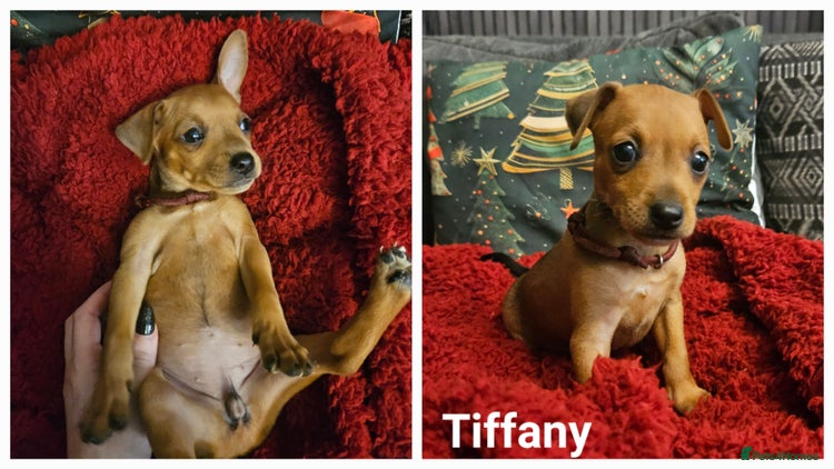 Miniature Pinscher dogs Miniature Pinscher puppies! Ready 7th December ❤️ - Advert 1