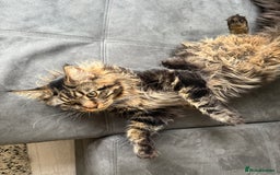 Maine Coon cats for sale: HURRY!! 10-MONTH-OLD MAINE COON KITTENS FOR SALE🐱 - Image 25