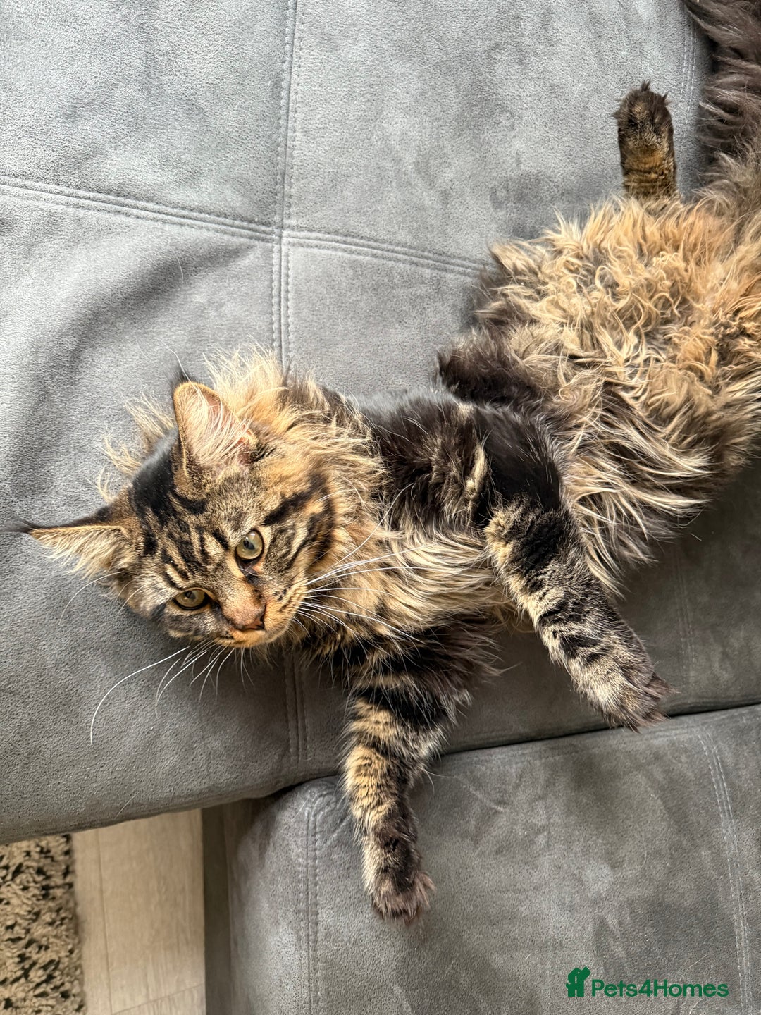 Maine Coon cats for sale: HURRY!! 10-MONTH-OLD MAINE COON KITTENS FOR SALE🐱 - Image 25
