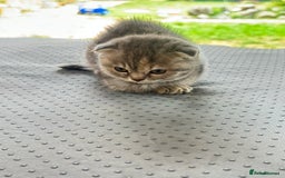 Scottish Fold cats for sale: 🐾Playful Male & Female Scottish Fold Kittens🐾 - Image 7